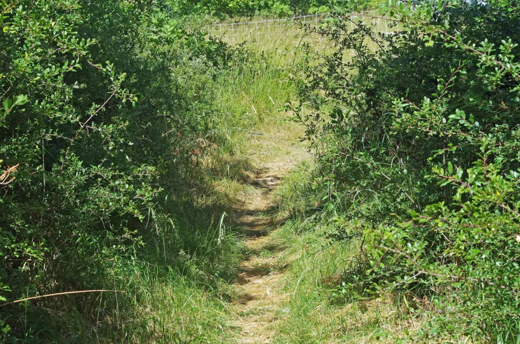 Sentier entre les buis dans la réserve naturelle de Grand-Pierre et Vitain