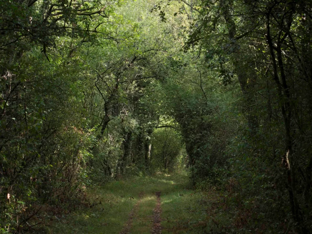Chemin forestier ombragé dans la réserve naturelle des vallées de la Grand-Pierre et de Vitain, en été