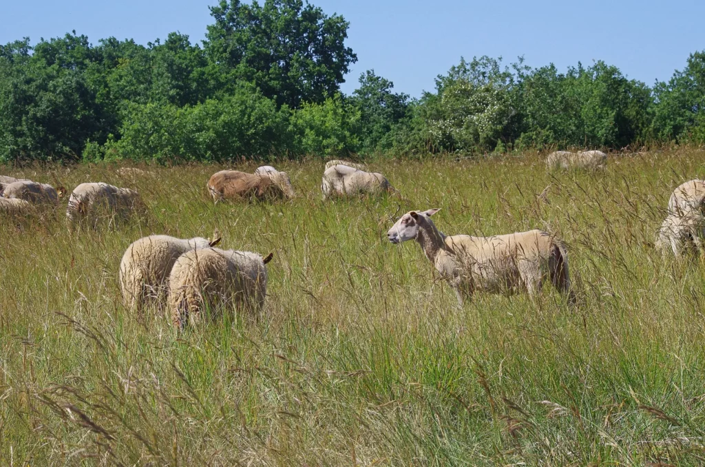 Moutons pâturant une prairie de la réserve naturelle de Grand-Pierre et Vitain, près de Marolles