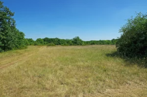 Prairie entretenue par le pâturage dans la réserve naturelle de Grand-Pierre et Vitain, sous un ciel bleu